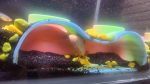 Grotte d'aquarium — grand format