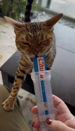 Distributeur de friandises à lécher pour chat