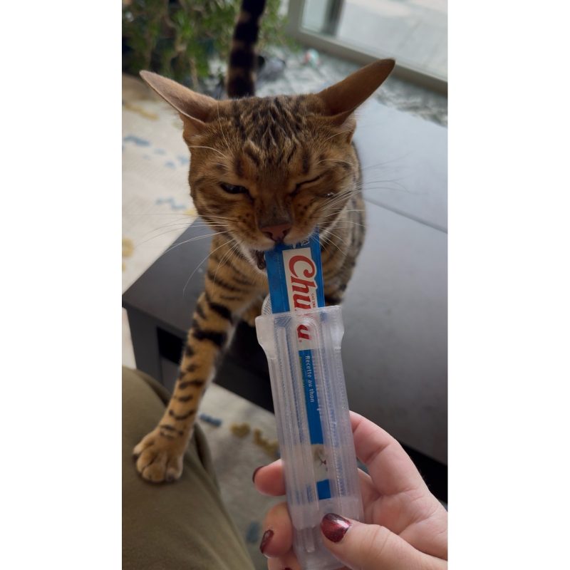 Distributeur de friandises à lécher pour chat