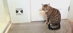 Plaque de toilettes « un chat va s'occuper de vous »