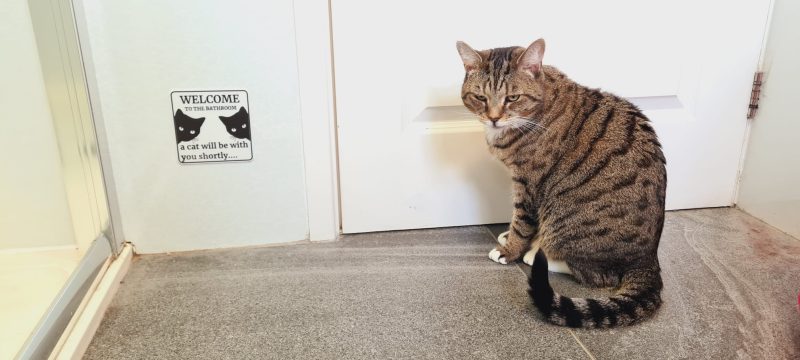 Plaque de toilettes « un chat va s'occuper de vous »