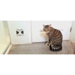Plaque de toilettes « un chat va s'occuper de vous »