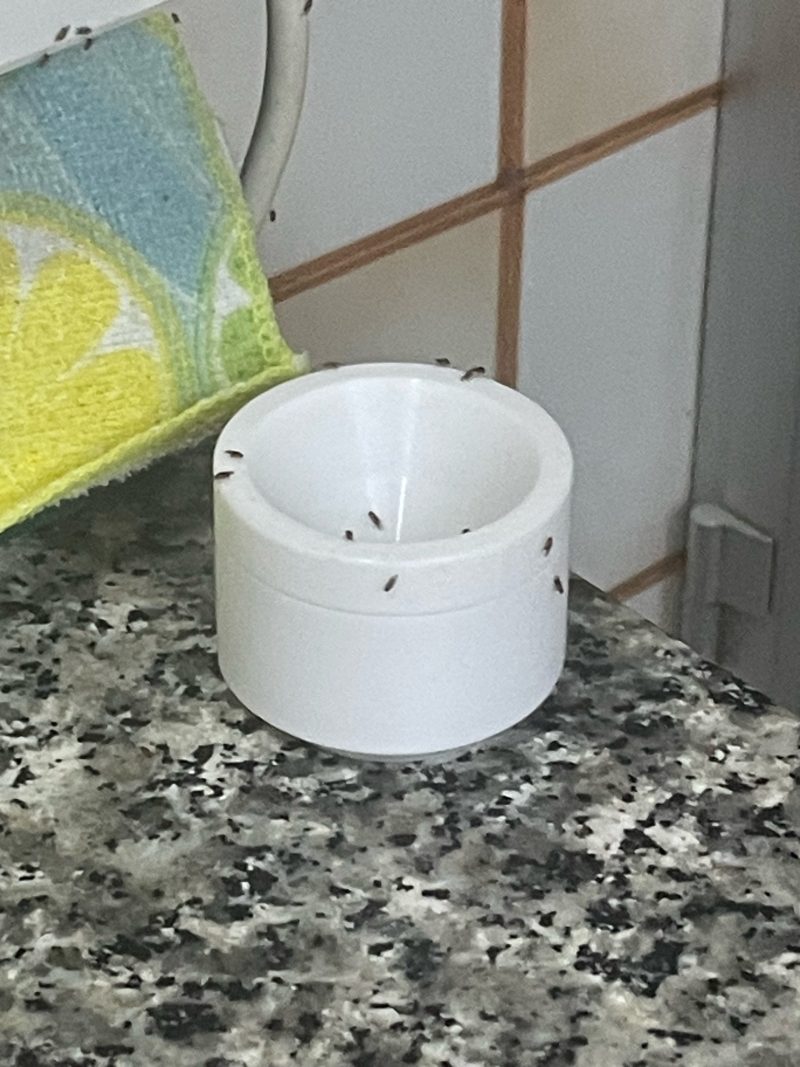 Piège à moucherons — modèle épuré