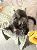 Distributeur de friandises à lécher pour chat