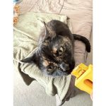 Distributeur de friandises à lécher pour chat