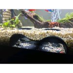 Grotte d'aquarium — grand format