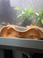 Grotte d'aquarium — grand format