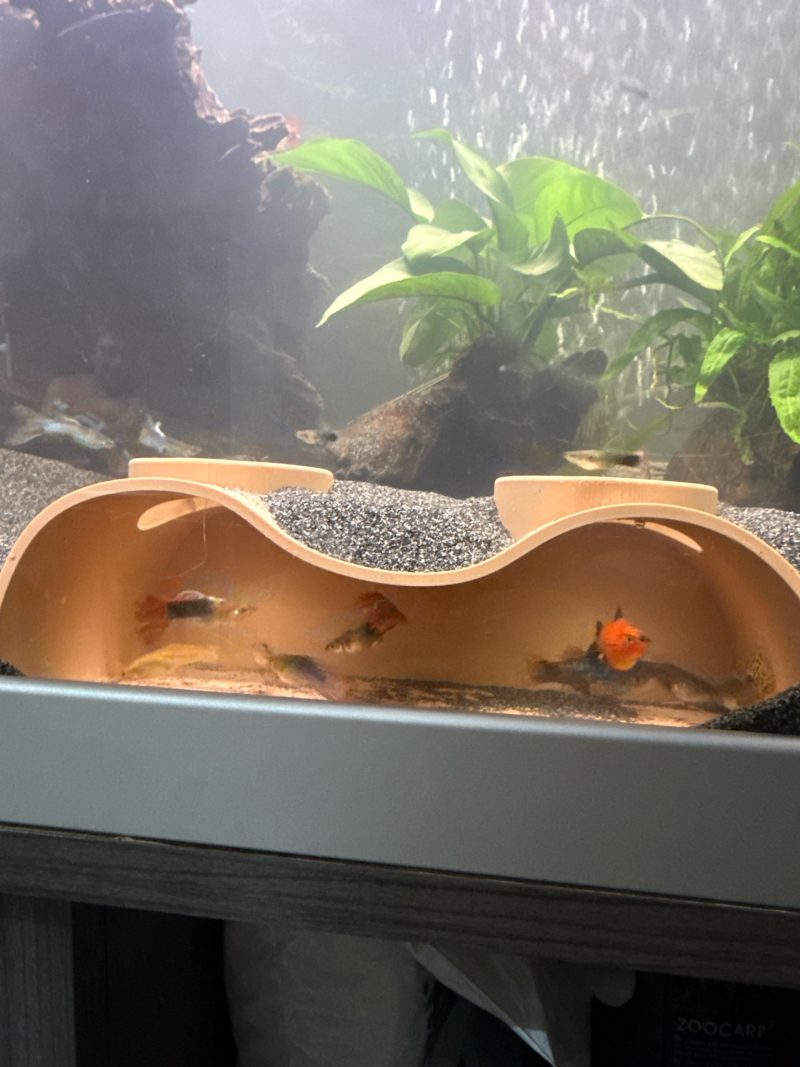 Grotte d'aquarium — grand format