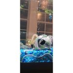 Grotte d'aquarium — grand format