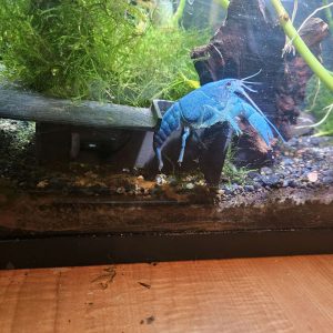 Grotte d'angle pour aquarium