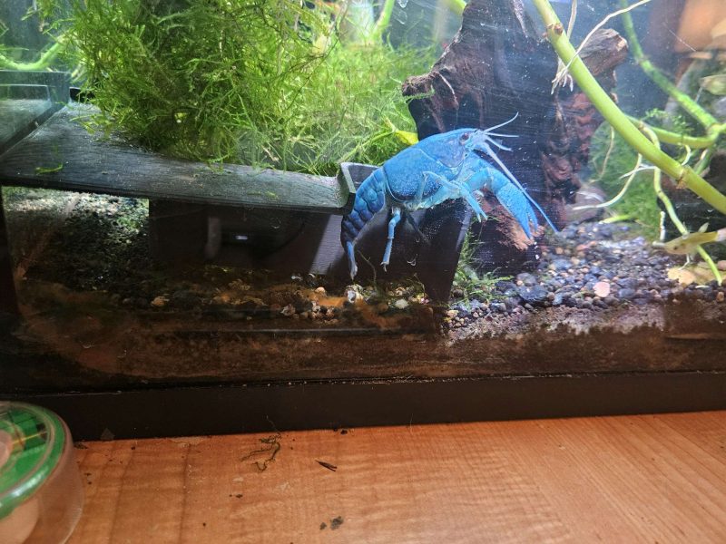 Grotte d'angle pour aquarium