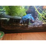Grotte d'angle pour aquarium