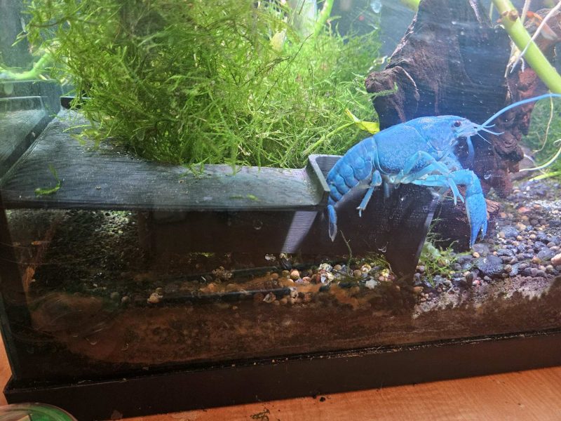 Grotte d'angle pour aquarium