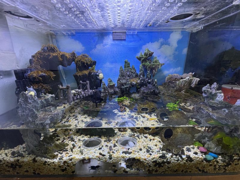 Grotte d'aquarium — grand format