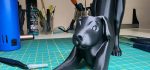 Porte-rouleaux « chien qui s'étire » — sur pied