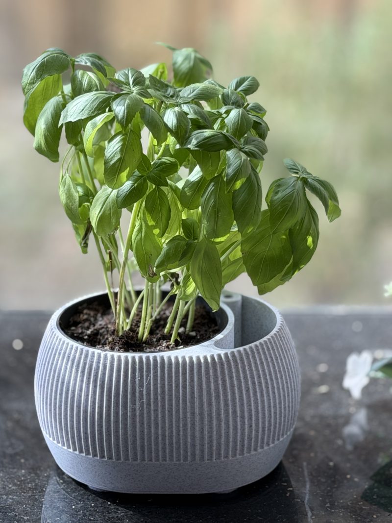 Pot à réserve d'eau avec témoin de niveau — lot de 2