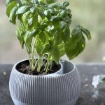 Pot à réserve d'eau avec témoin de niveau — lot de 2