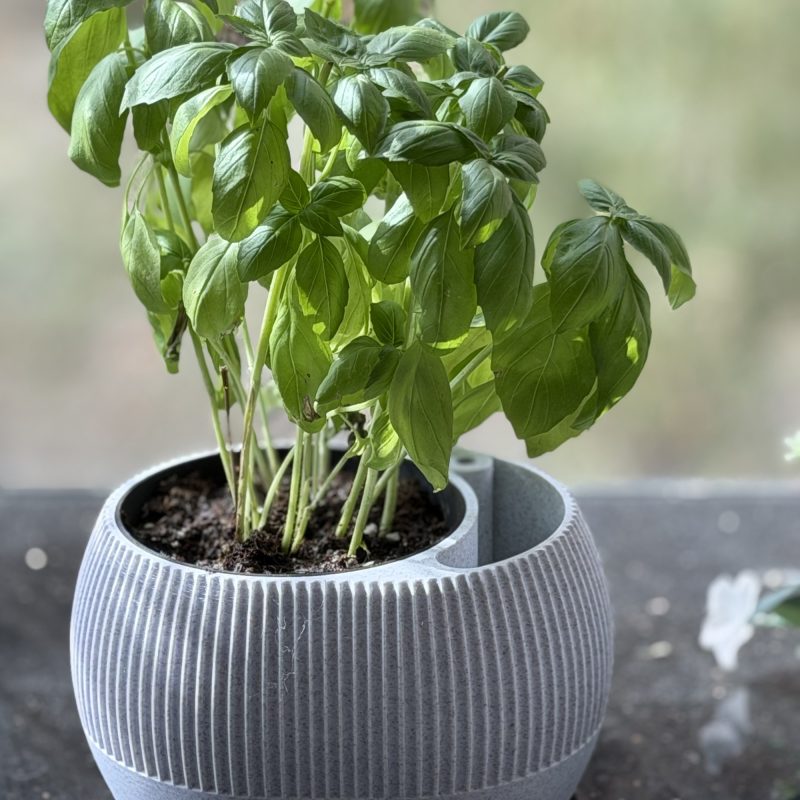 Pot à réserve d'eau avec témoin de niveau — lot de 2