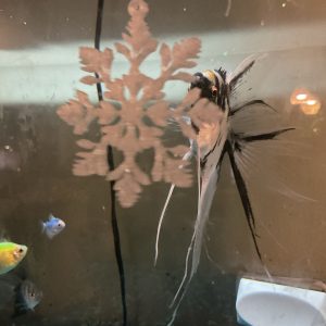 Flocons de neige à suspendre — lot de 8